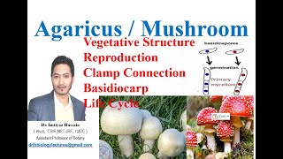 Agaricus Mushroom Vegetative structure Reproduction Life cycle Clamp connection [upl. by Ahselaf608]