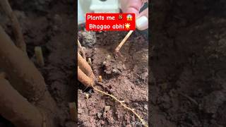 indoor plants care and tips flower plants for home garden shorts trending viralvideo video [upl. by Hnim]