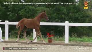 Lot 33 v Va Bene  Quaterback [upl. by Seline350]