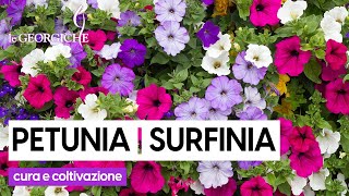 Surfinia 3 segreti per curare al meglio la Petunia ricadente [upl. by Tonkin]