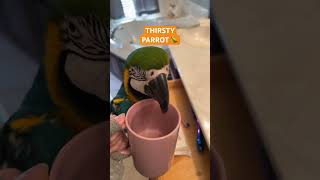 Thirsty Parrot [upl. by Atkinson454]