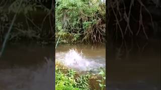 Big catfish attraction fishing [upl. by Roper370]