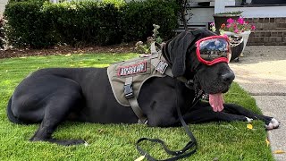 Presley stylin in his Rexspecs Doggles shorts dog greatdane [upl. by Brandie343]