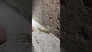 house centipede 3  Scutigera coleoptrata [upl. by Cherise]