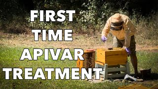 My First Apivar Treatment  Beginner Beekeeper [upl. by Yrallam]