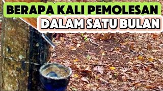 Berapa Kali Pemolesan Getah Karet Dalam Satu Bulan [upl. by Naliorf]