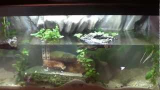 Just finished newt tank [upl. by Lina]