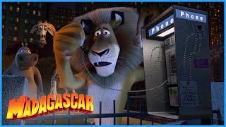 DreamWorks Madagascar  Martys Escape  Madagascar Movie Clip [upl. by Chretien491]