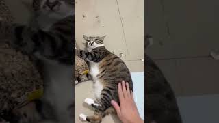 Cat engine 26 shorts cute beautiful cat love [upl. by Allertse]