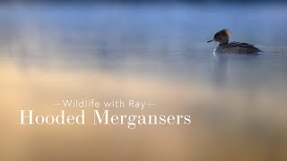 Wildlife with Ray  Hooded Mergansers [upl. by Sacci592]