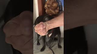 Simple Trick to Calm You Aggressive Dog in Minutes dogwhisperer shorts dog cesarmillan [upl. by Noira]