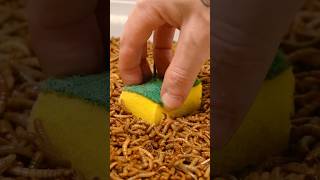 Mealworms vs Sponge Timelapse [upl. by Loredana]