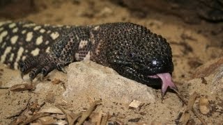 VENOMOUS LIZARD eats mouse [upl. by Elbertine]