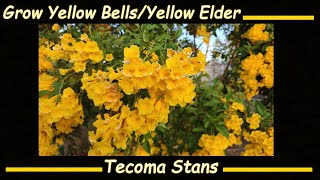 Grow Yellow Elder  Yellow Bells  Esperanza Plant from Seed Tecoma stans [upl. by Emrich]