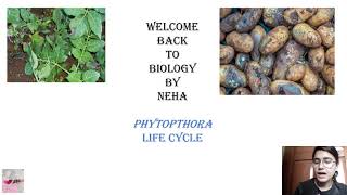 Phytopthora Life cycle  Phytopthora infestans Lifecycle  BSc MSc UPSC Botany  Biology By Neha [upl. by Ennyleuqcaj]