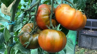 Tomatoes in the polytunnel almost the end of the tomato season [upl. by Ahsinaj875]