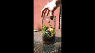 Budget Closed Terrarium Using Backyard Scraps [upl. by Sophie]