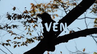 Free Stock Video  Raven  No Copyright Footage [upl. by Colet668]