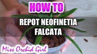 Repotting Neofinetia Falcata Orchid [upl. by Aicrag543]