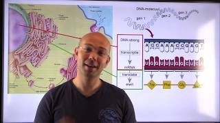 Genregulation im Prokaryoten LacOperon  Biochemie  AMBOSS Video [upl. by Lowenstern]