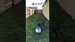 Bad Luck  Dutch Shepherd and Dog Ball Launcher [upl. by Nannette]