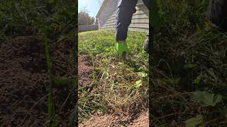 Benefits of gopher control gophers trapping owyheeenvironmental [upl. by Etteuqaj]