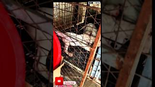 Aggressive DogoArgentino puppies shorts viralshorts ytshorts [upl. by Fagen]