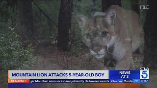 Mountain lion euthanized after attack on 5yearold boy [upl. by Medardas]