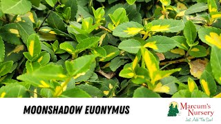 Euonymus  Moonshadow Euonymus [upl. by Betthel]