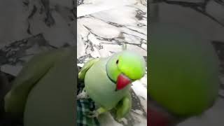 My parrot🤩bird respect talkingparrot pigeonlover1m [upl. by Aihsas]