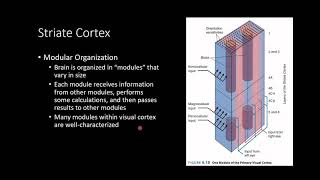 PSY210 CH6PT4 Vision Primary Visual Cortex [upl. by Lertram585]