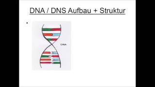 DNA  DNS Aufbau und Struktur [upl. by Ahsiened63]