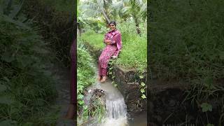 கார்த்திகை மாதப் பூ🌼 Sponge Gourd  காட்டு பீர்க்கு  தமிழ் மாதங்கள் herbal villagelife nature [upl. by Minny]