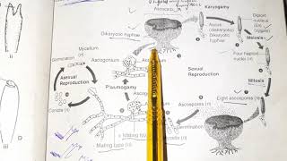 AscomycotaCHARACTERISTICS life cycleAscus lecture in URDUHINDI ch8 XI SINDH COLLEG [upl. by Artie]