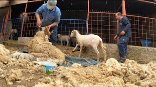 BABAMLA KURBANLIKLARI KIRKTIK  KURBAN HAZIRLIKLARI  koyun kuzu videoları kurbanlıklar küçükbaş [upl. by Targett]