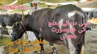 Neeli ki Top big buffalo for sale Okara Animal TV location Arifwala mandi 17102024 03004576252 [upl. by Yarak]