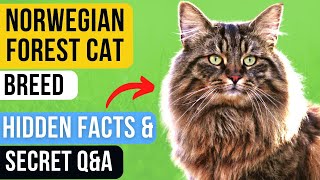 Norwegian Forest Cats The Coolest New Breed of House Cat  Everything You Need to Know [upl. by Barra]