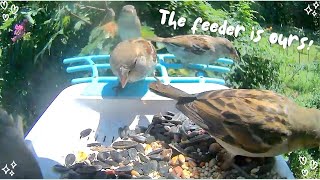 Grackles Blue Jays House finches and chickadee flock to the bird feeder [upl. by Eehtomit752]