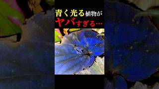 青く発光する植物がヤバすぎる… 雑学 園芸 植物 shorts [upl. by Dellora]