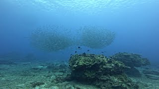 laulau beach bigeye scad [upl. by Haiasi]