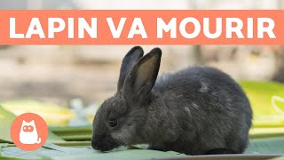 5 symptômes pour savoir si un lapin va mourir [upl. by Ayamat]