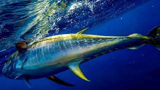 Opelu vs Akule one  Yellowfin Tuna  Kayak fishing Hawaii  Flying Fish TV [upl. by Nelav]