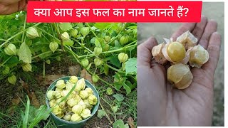 क्या आप जानते हैं कि इस फल का नाम क्या है SureshAgronomist video vlog trending [upl. by Einnim260]