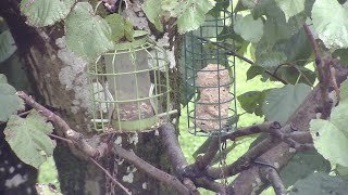 bird feeder live 101024 [upl. by Torin]