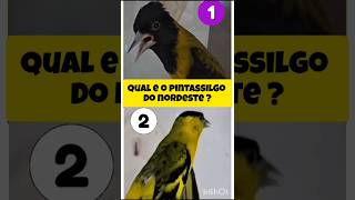 ESPETACULAR O CANTO DESSE PINTASSILGO DO NORDESTE  birds passaros aves [upl. by Dermot]