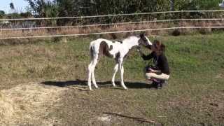 New foal Ellie 4 days old running and playing 18Jan14 [upl. by Anirtep]