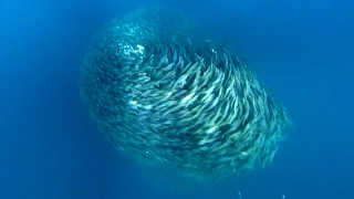 Amazing Fish Form Giant Ball to Scare Predators  Blue Planet  BBC Earth [upl. by Nerret]