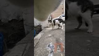 catsoftiktok [upl. by Onivla]