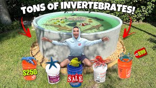 Buying TONS of INVERTEBRATES For My SALTWATER POND and AQUARIUMS [upl. by Harleigh887]