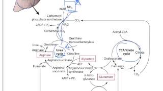 Protein 4  Protein Metabolism [upl. by Fonz]